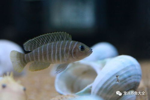 最小最貴最受歡迎的卷貝魚(yú) 斑馬貝