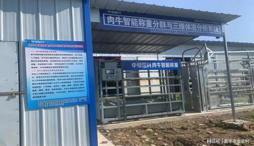 創(chuàng)新引領(lǐng) 中恒國(guó)科肉牛智能稱重分群與三維體況分析系統(tǒng)全新升級(jí)