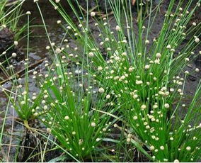 在水一方丨35種水生植物科普