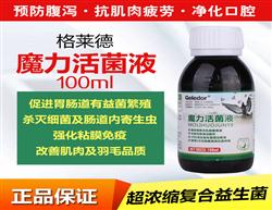 鴿飼料、鴿用品與鴿籠具企業展示平臺 探索中國鴿業大全