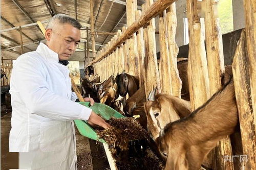 新春走基層 福建順昌科技特派員下鄉(xiāng)傳經(jīng)送寶，助力羊養(yǎng)殖飼料技術(shù)提升