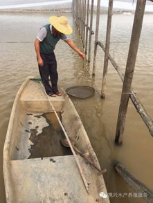 南美白對蝦養(yǎng)殖戶如何科學喂料，實現(xiàn)高效養(yǎng)殖